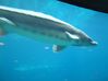 wg2003_089.jpg
